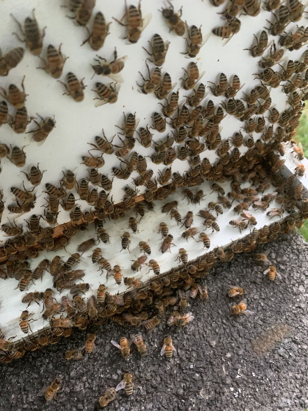beesnstuff OnlyFans profile picture