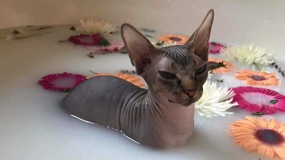 bbykysh OnlyFans profile picture