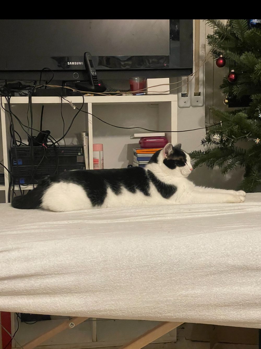 katze OnlyFans profile picture