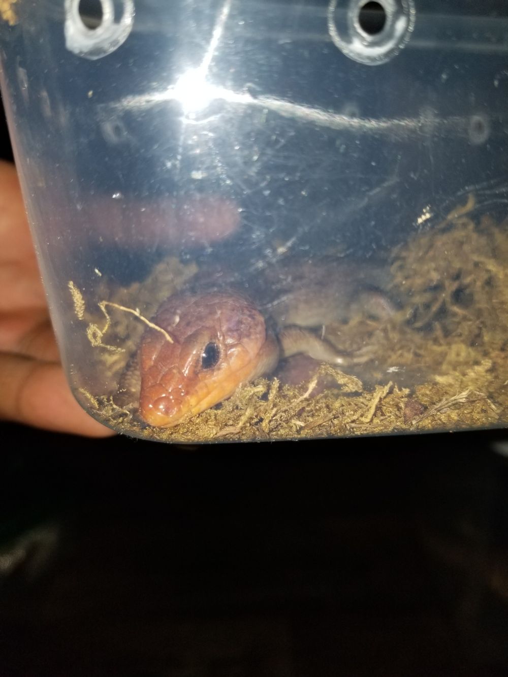 reptilemaster OnlyFans profile picture
