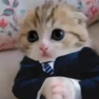 kittencaaat OnlyFans picture