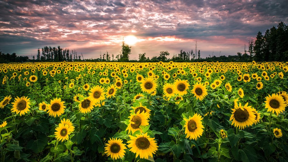sunflowervibes20 OnlyFans profile picture