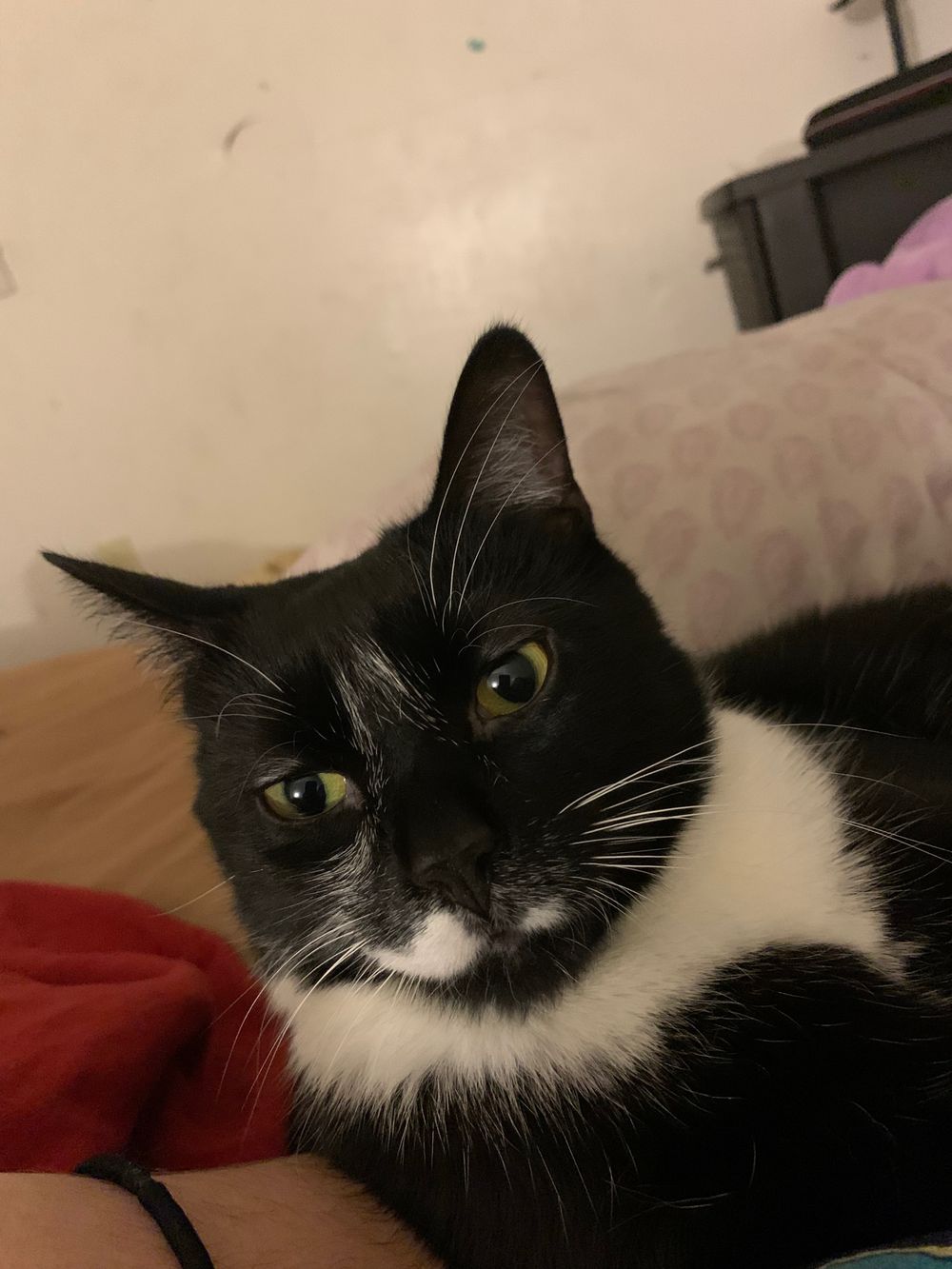 majinkitty OnlyFans profile picture