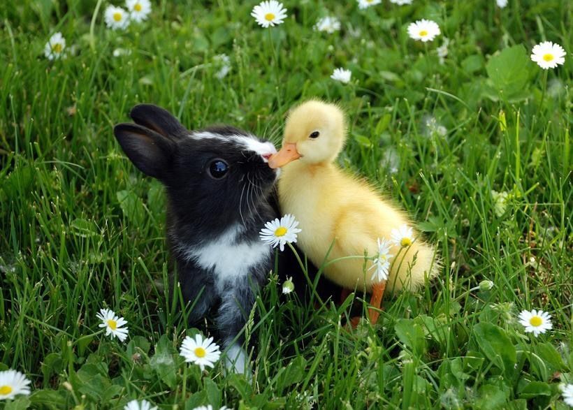 duckbunnyfeet OnlyFans profile picture