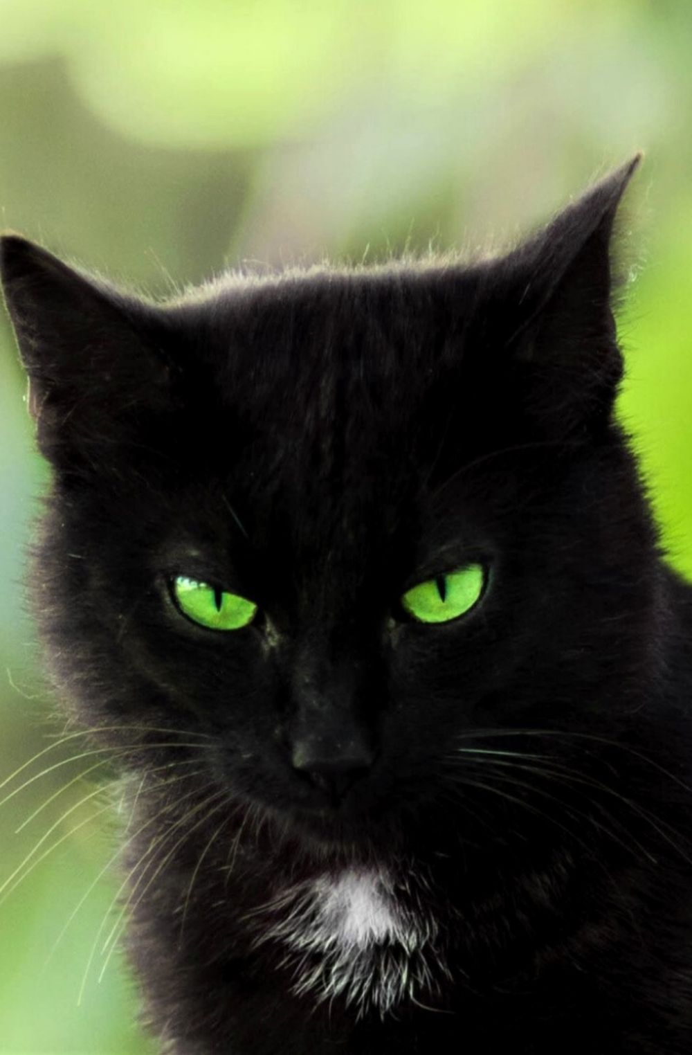 thesummercat OnlyFans profile picture