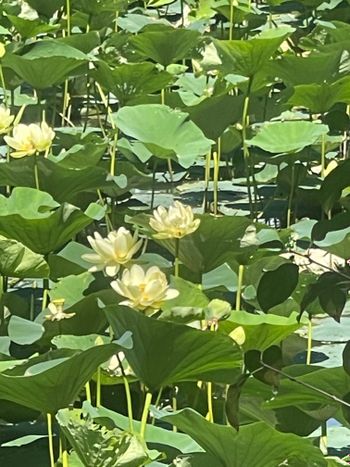 angelbaby1417 OnlyFans - Stats, Graphs, Photos & Profile Comparisons