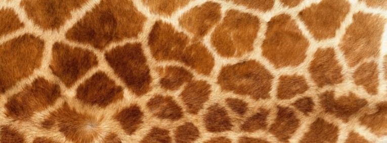 shortgiraffe3 OnlyFans profile picture