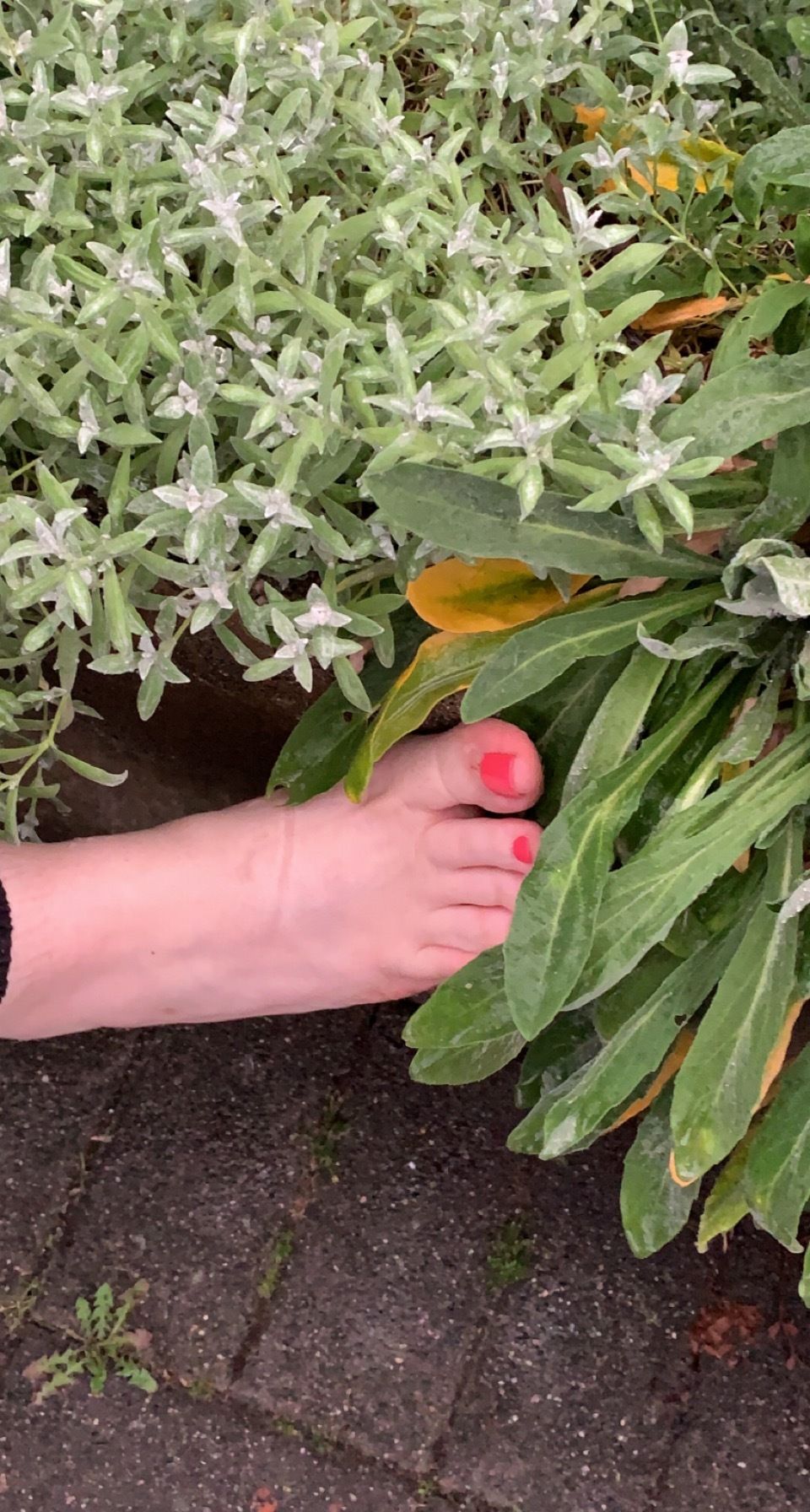feetthrillers OnlyFans profile picture