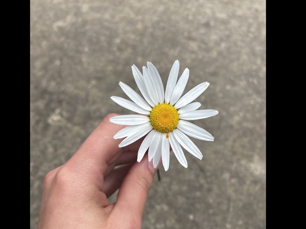 lanenexxx OnlyFans profile picture