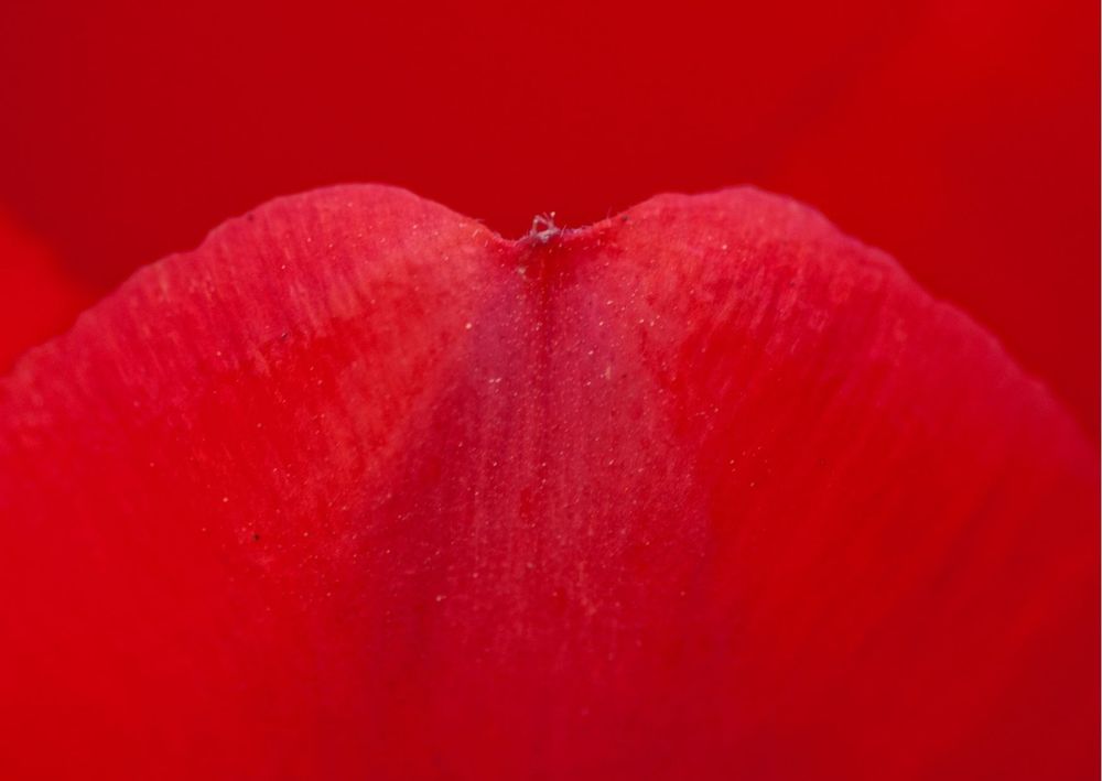 whitevelvet123 OnlyFans profile picture