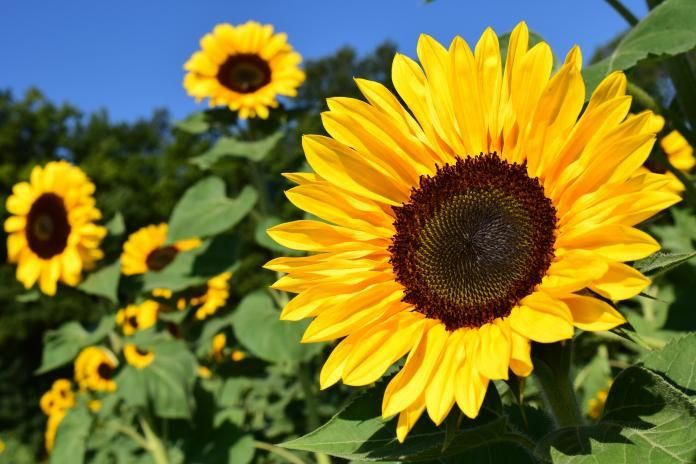 sunflowergamer OnlyFans profile picture