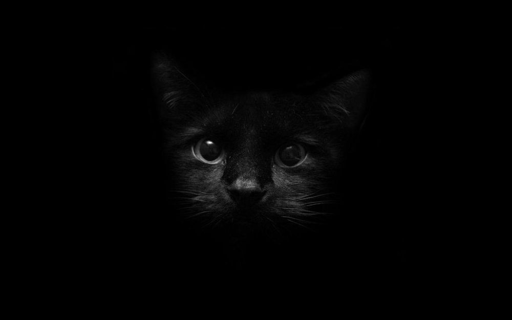 theblackcat21 OnlyFans profile picture