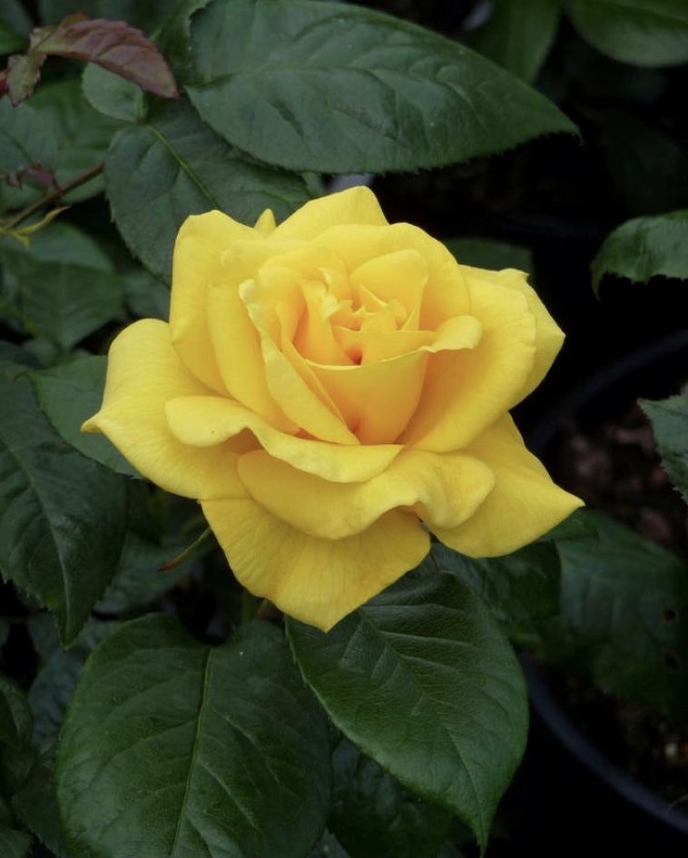 yellowrose3 OnlyFans profile picture