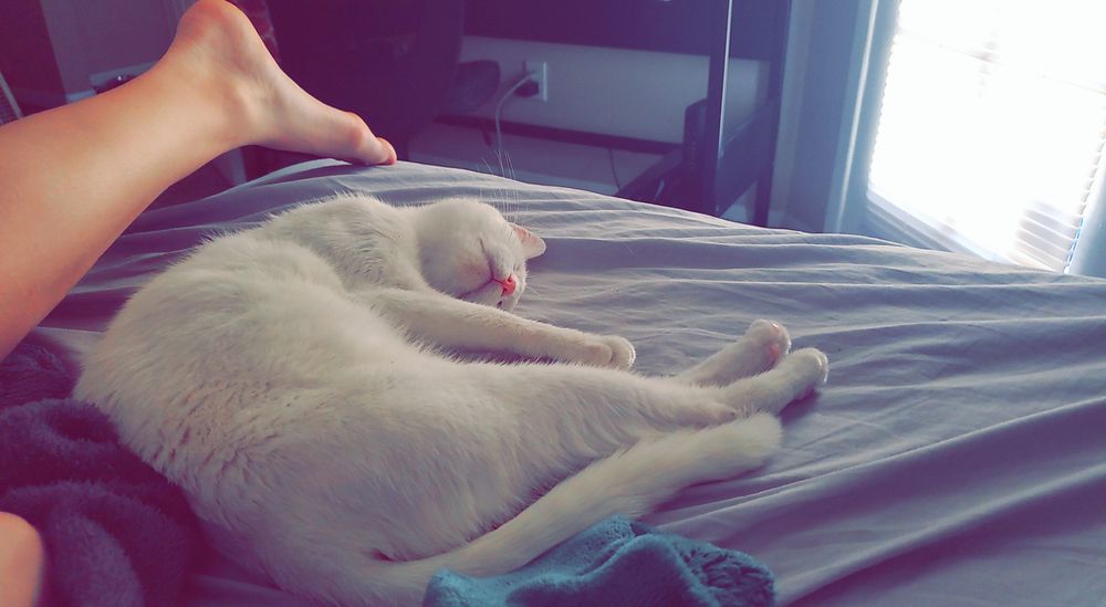 diana_cat OnlyFans profile picture