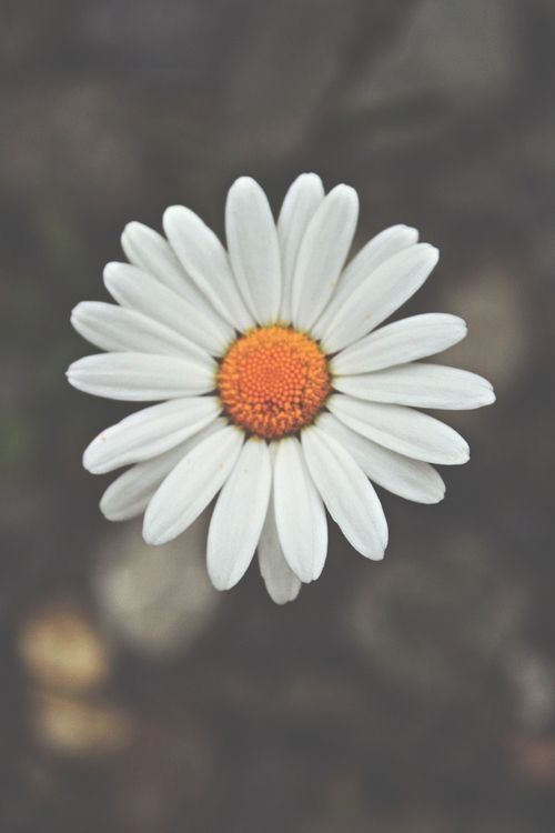 randigurl OnlyFans profile picture