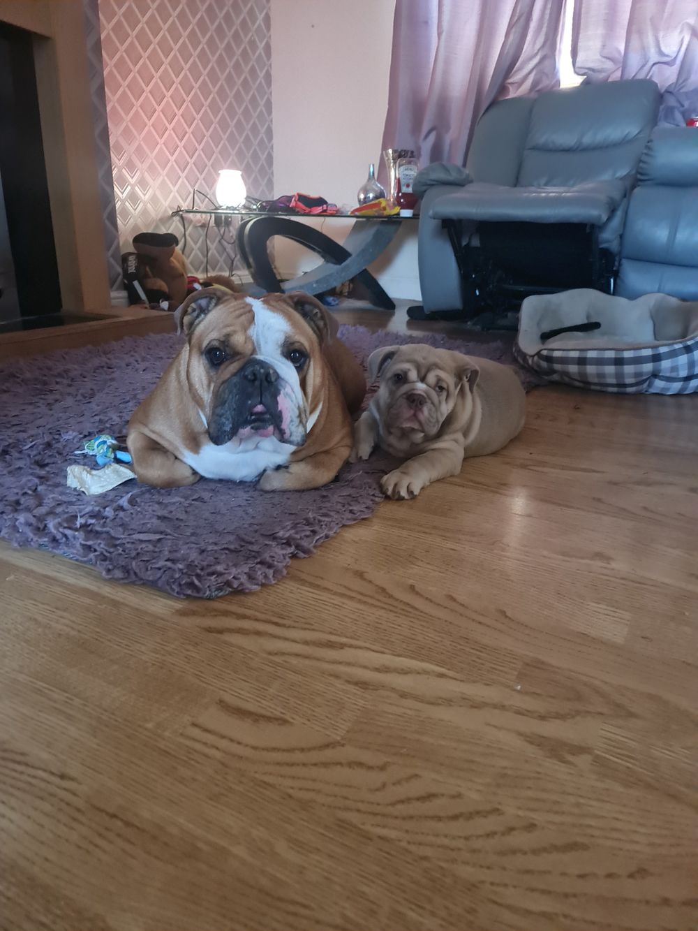 britishbulldoglife OnlyFans profile picture