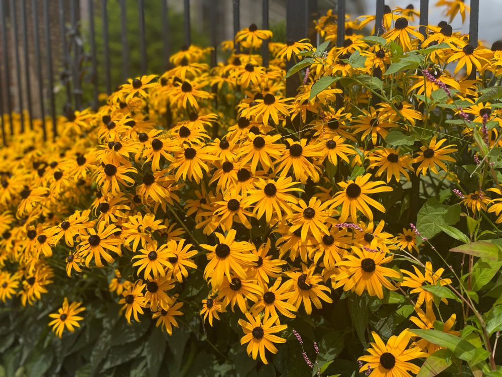 sunflowerdiego OnlyFans profile picture