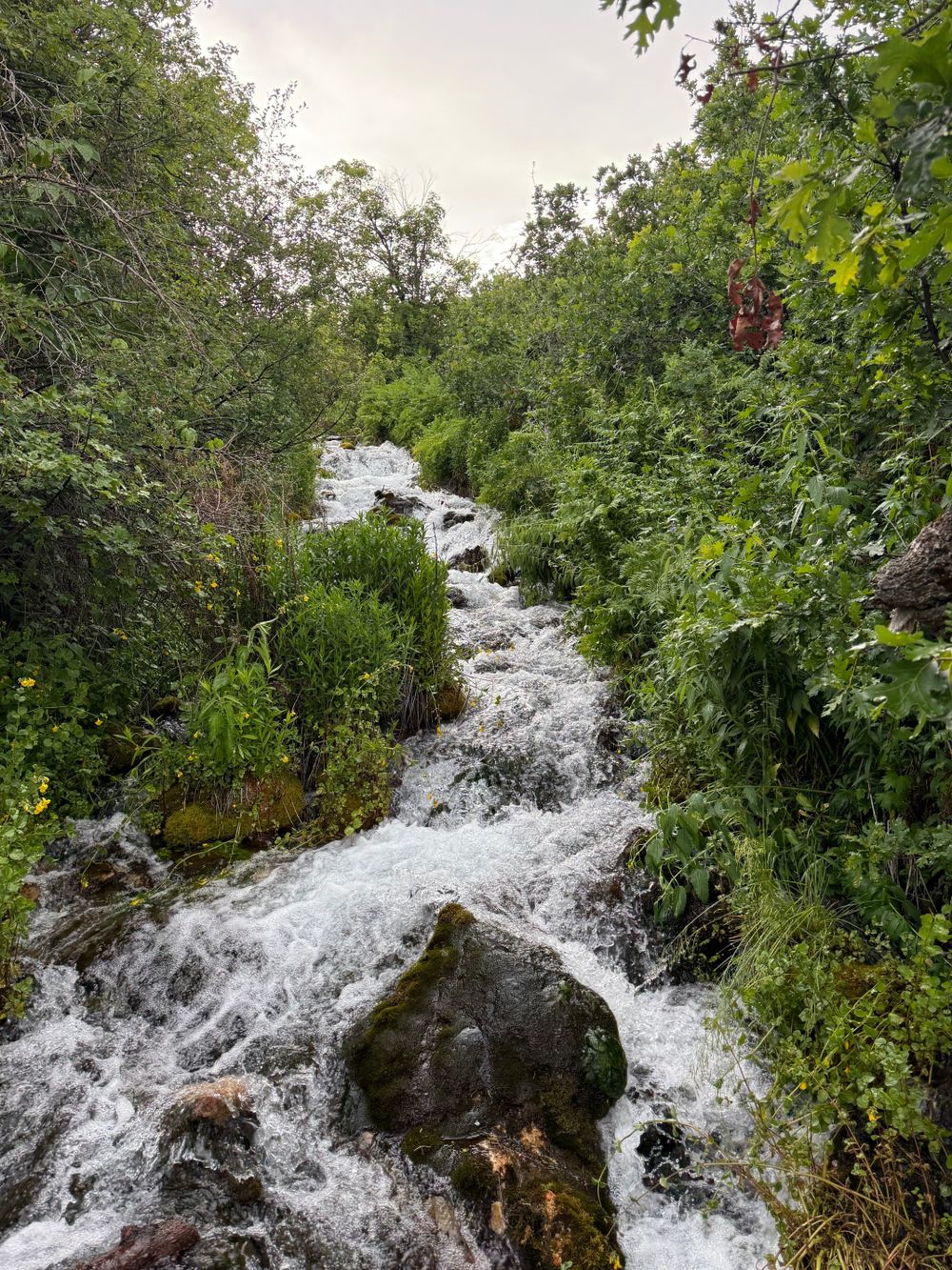 sensualforest OnlyFans profile picture