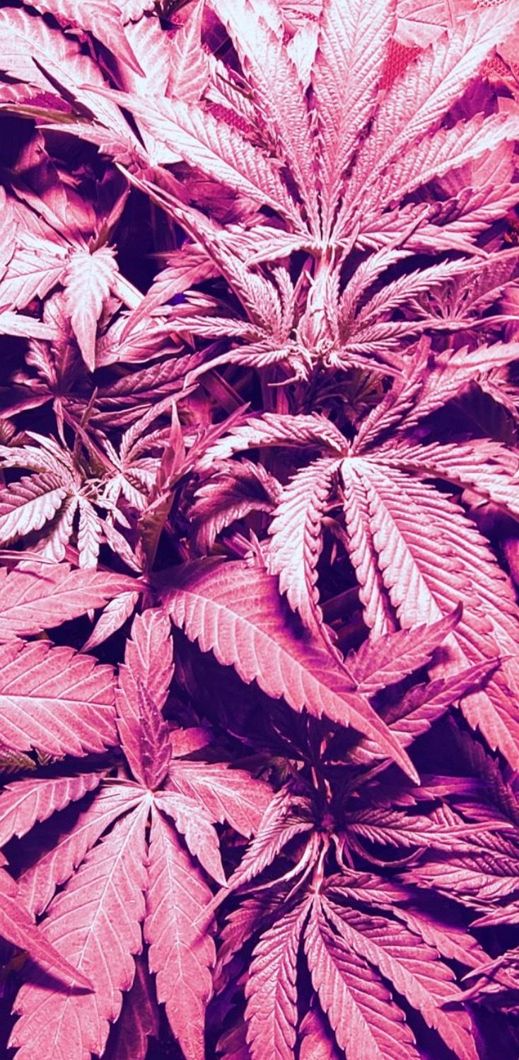 diamondintheweeds OnlyFans profile picture