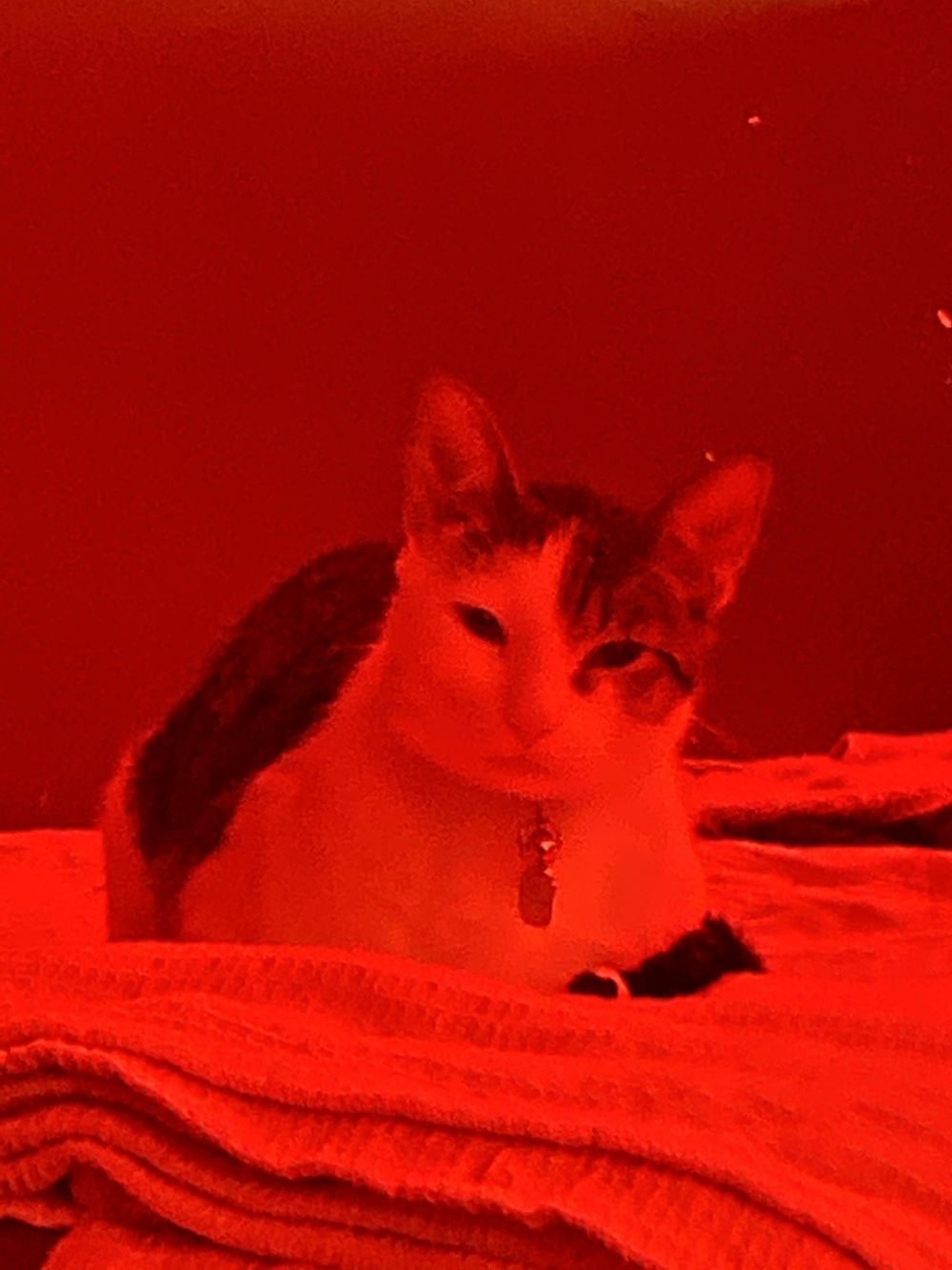 dekirex OnlyFans profile picture