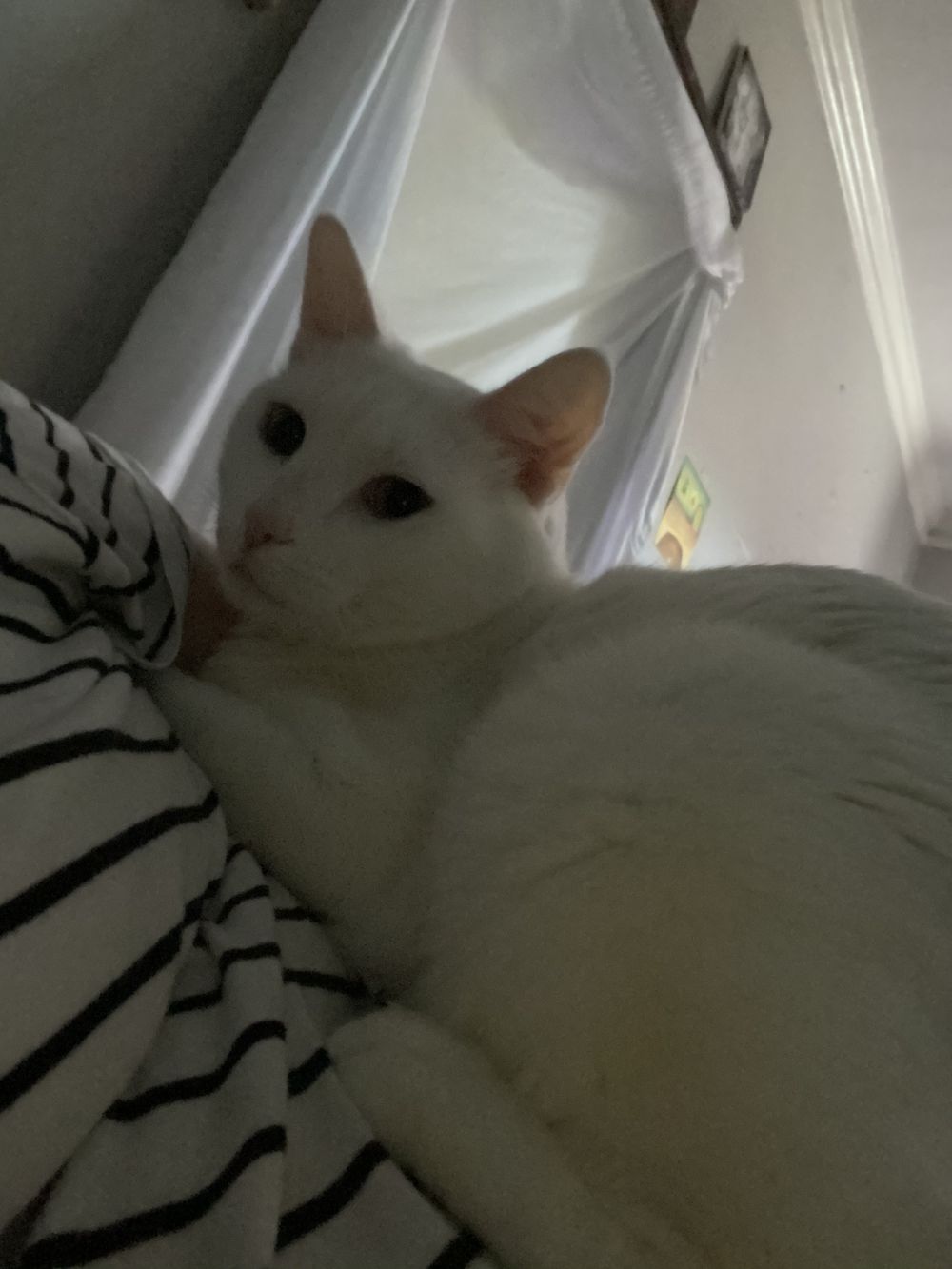 orangekitty66 OnlyFans profile picture