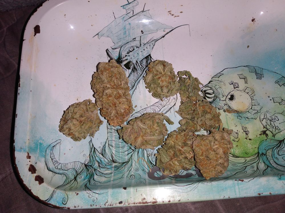 badbunny42018 OnlyFans profile picture