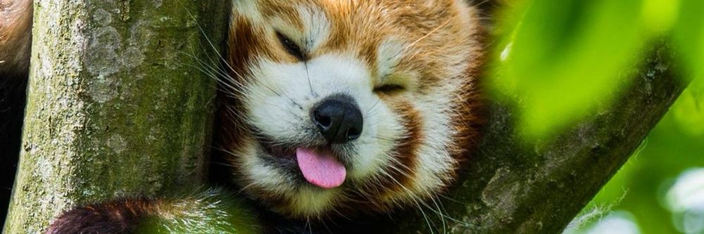 redpandambie OnlyFans profile picture