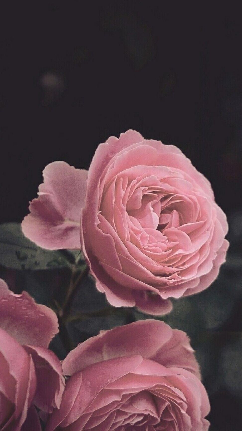 rosiemthorns OnlyFans profile picture