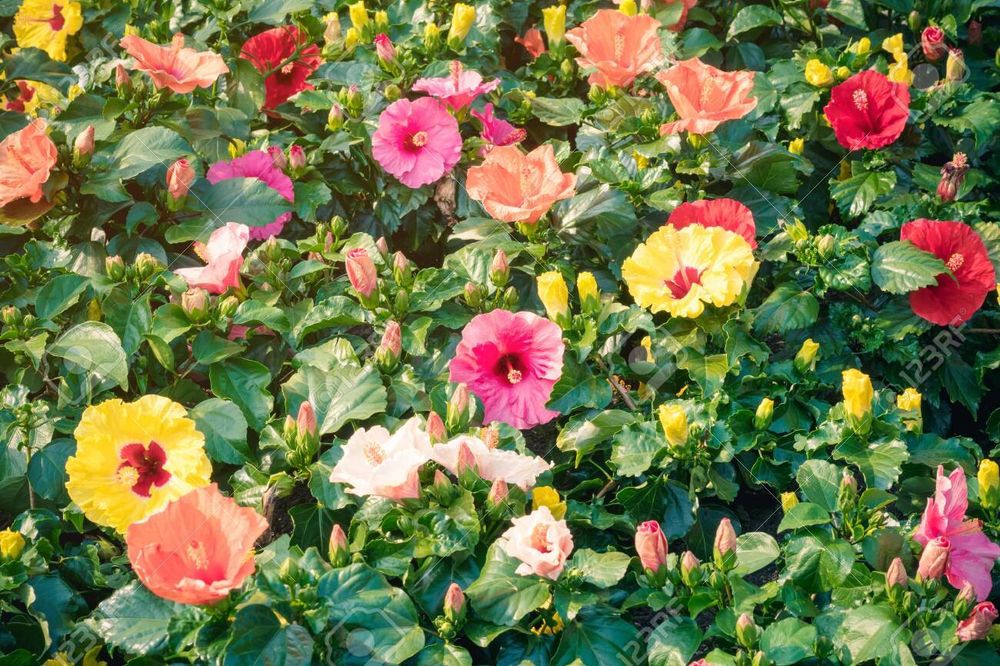 bloominblossombottom OnlyFans profile picture