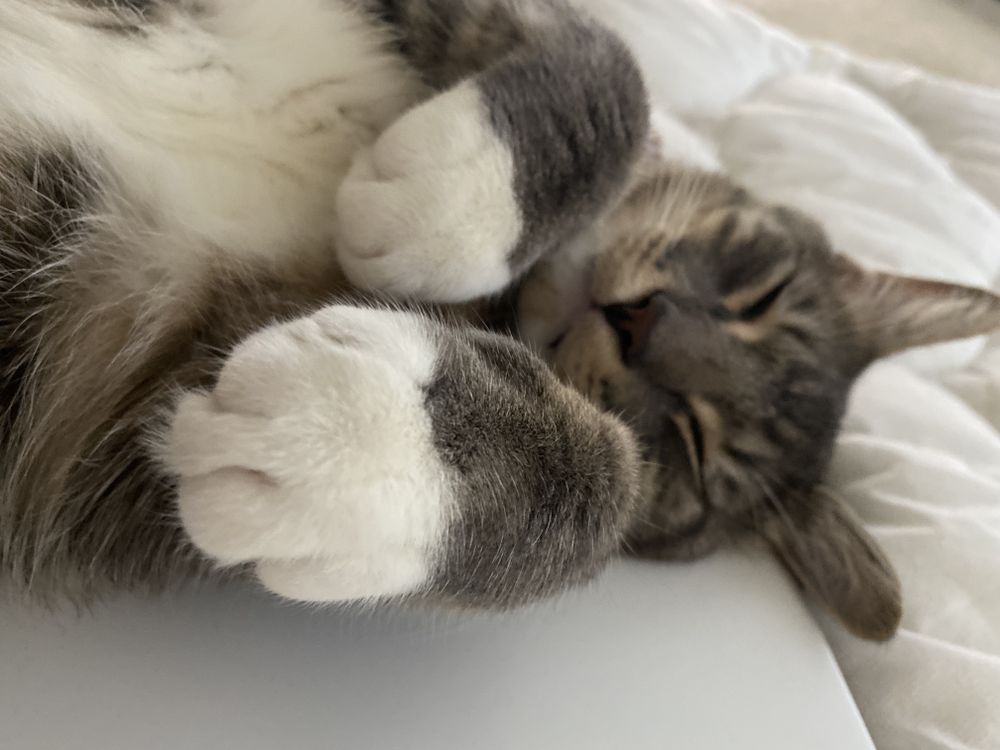 meowsexual OnlyFans profile picture