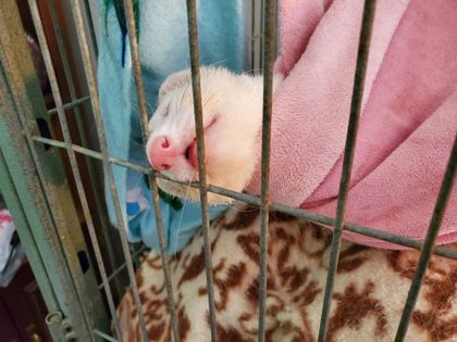 ferretfuzzbutts OnlyFans picture