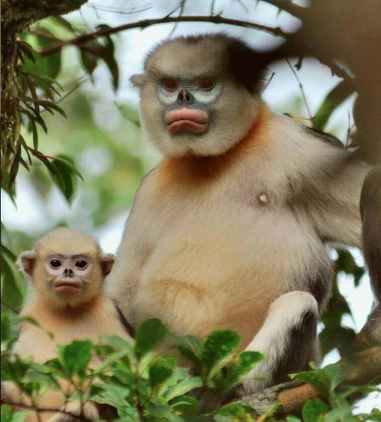hoodedcapuchin OnlyFans profile picture