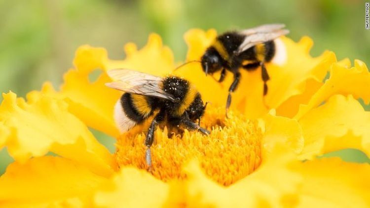 honeybubblebee OnlyFans profile picture