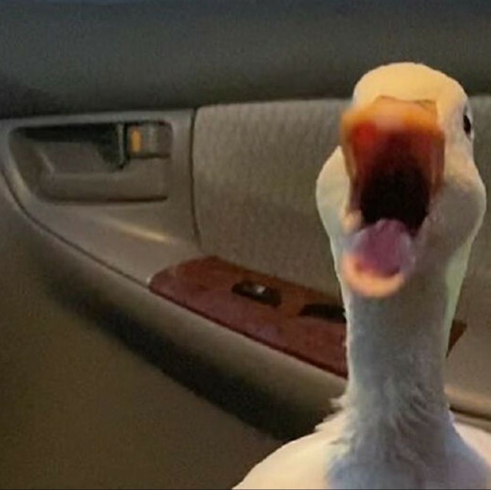 pato_theduck OnlyFans profile picture