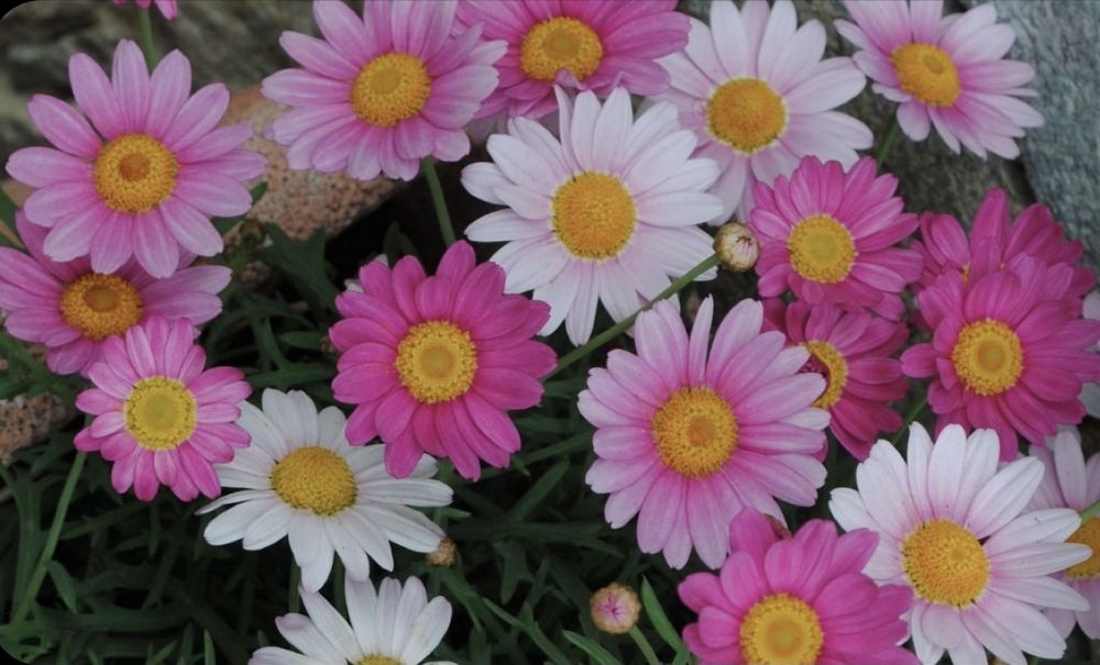 probablydaisy OnlyFans profile picture