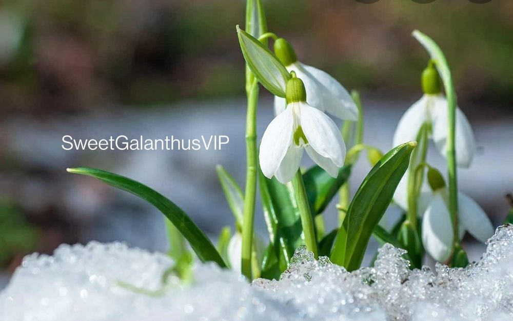 sweetgalanthusvip OnlyFans profile picture