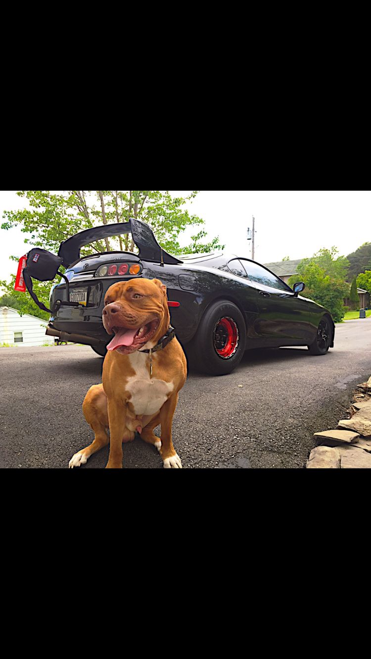 kratos-the-dog OnlyFans profile picture