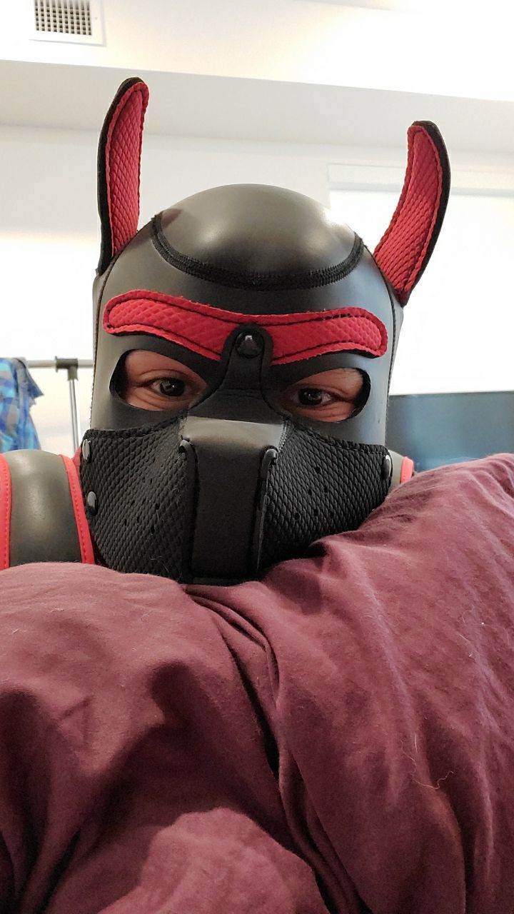 the_pup_apollo OnlyFans profile picture