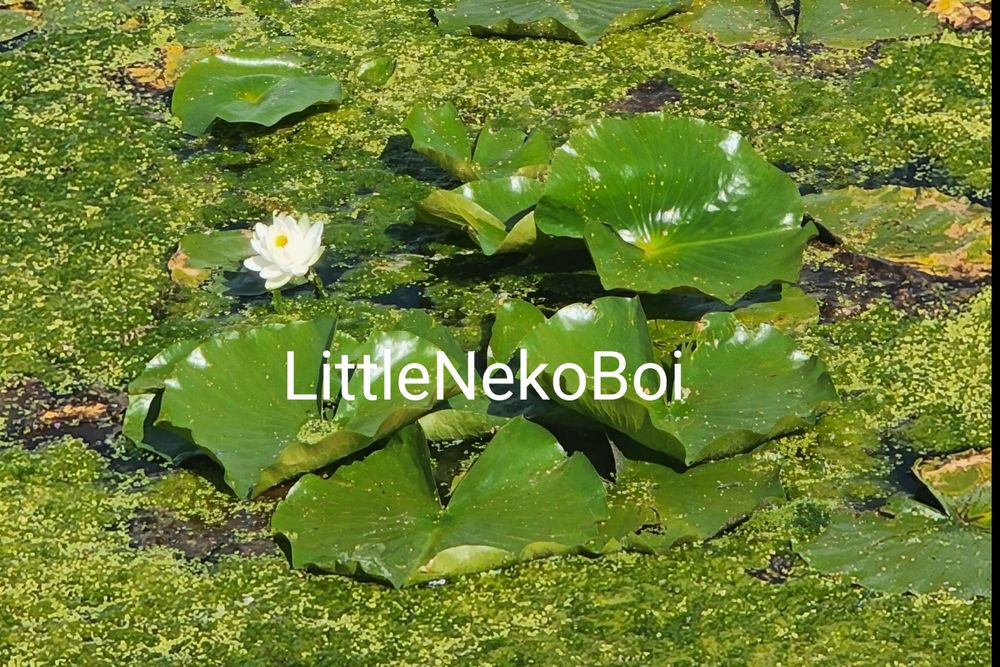 littlenekoboi OnlyFans profile picture