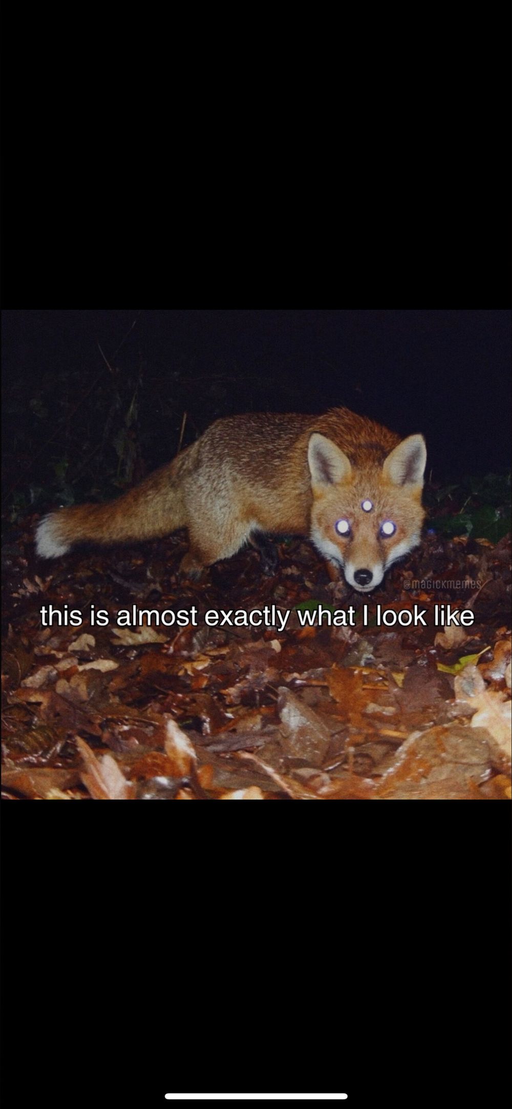 weirdgirlfox OnlyFans profile picture