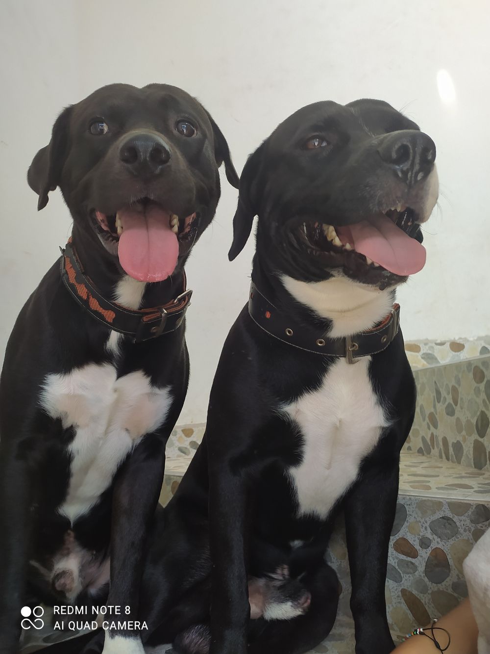 helpmedogs OnlyFans profile picture