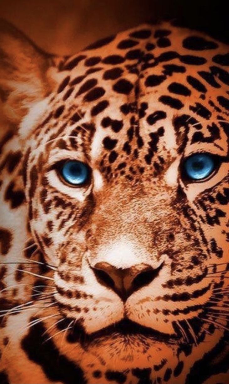 setirc OnlyFans profile picture
