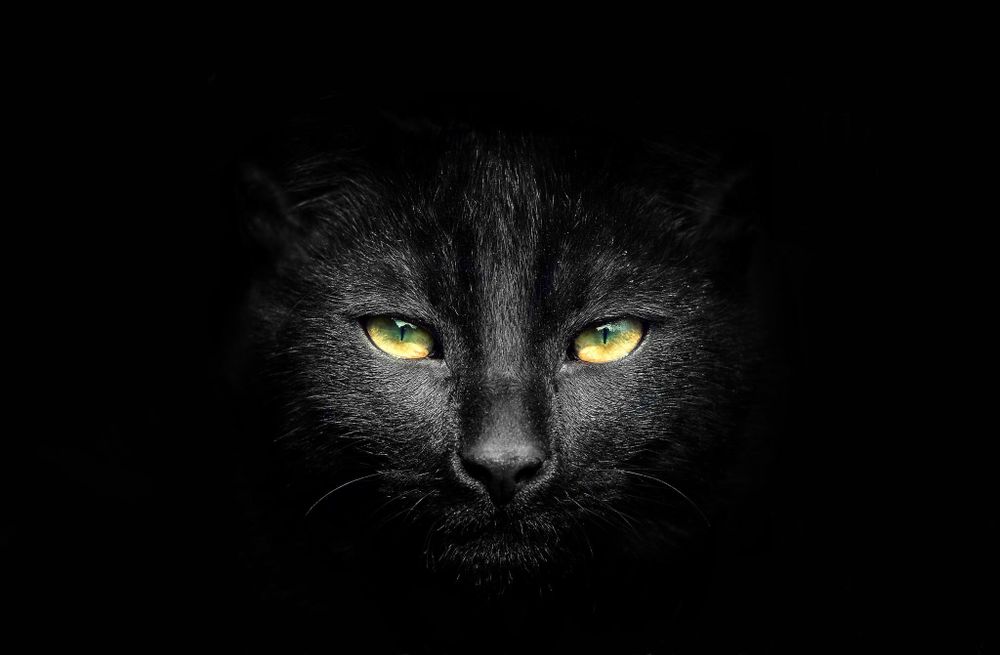 melaninkv OnlyFans profile picture