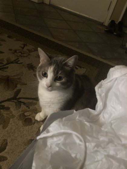 onlypurrs OnlyFans picture