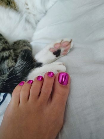 Cute Paws