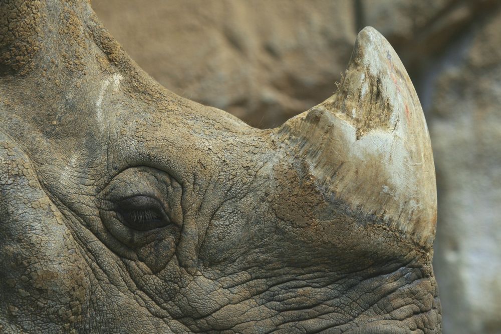rhino291991 OnlyFans profile picture