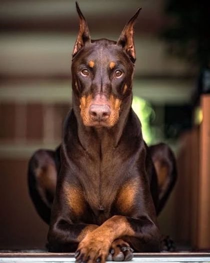 dobermannx OnlyFans picture