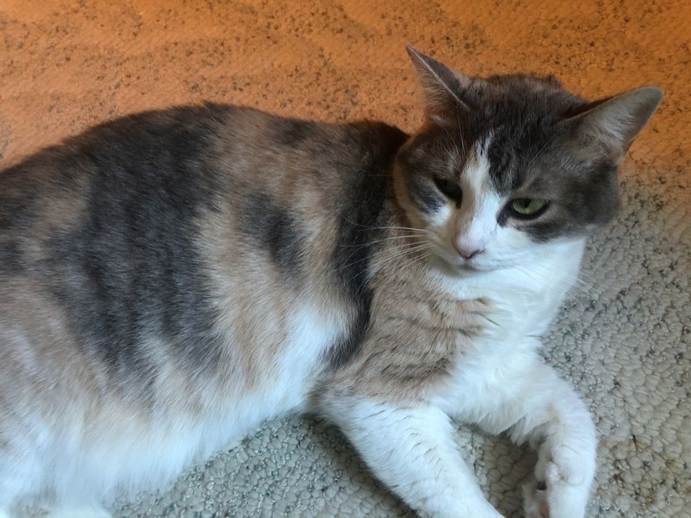 onlypurrs OnlyFans profile picture