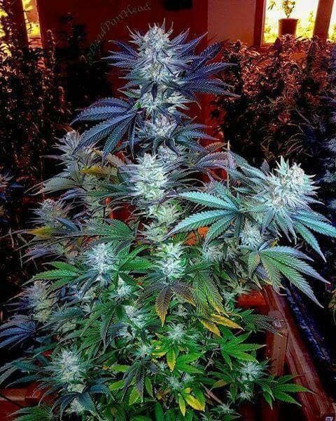 nativequeencannibis OnlyFans profile picture