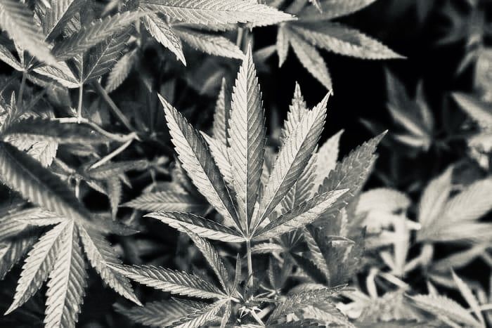 bennyblaze420 OnlyFans profile picture